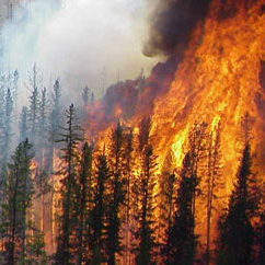 crown_fire-copy copy.jpg (79468 bytes)