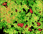 ndvi_differencing.jpg (56262 bytes)
